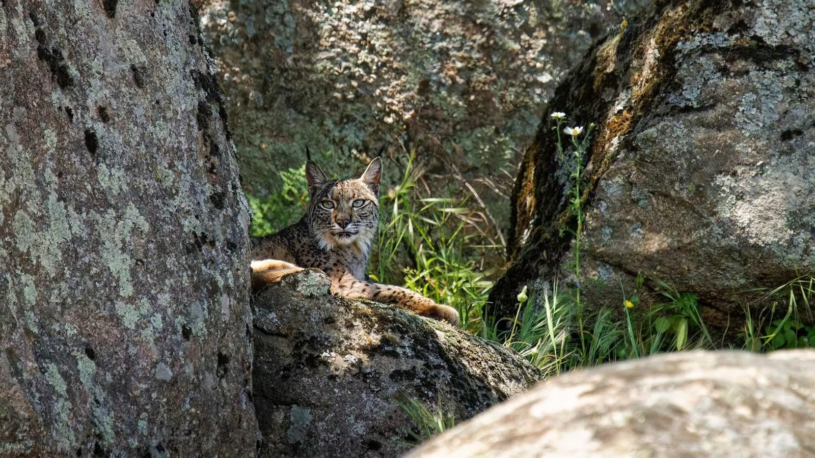 Un lince ibérico se deja ver entre las rocas de su hábitat natural en Sierra Morena, uno de los principales bastiones de la especie en la provincia de Jaén.