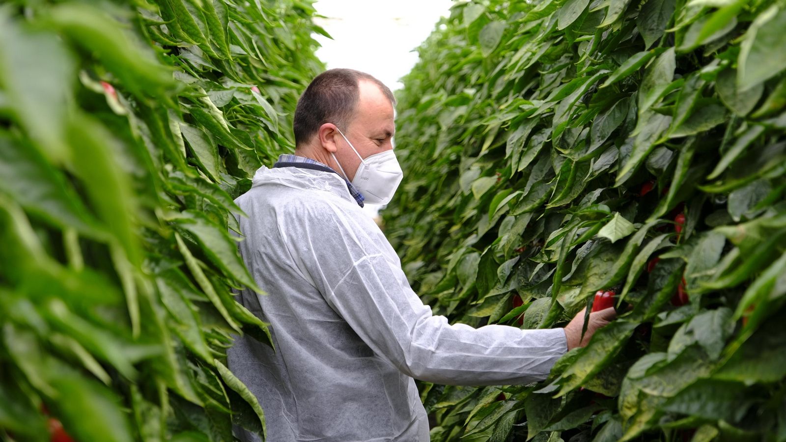 Esta semana Rijk Zwaan ha lucido Arabesca entre agricultores en La Mojonera