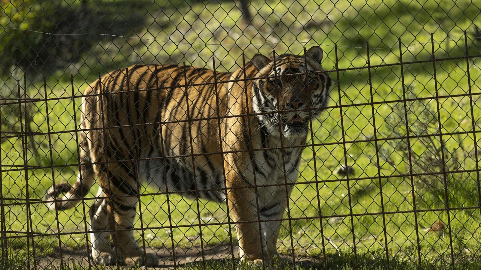 Uno de los tigres. Uno de los tigres.