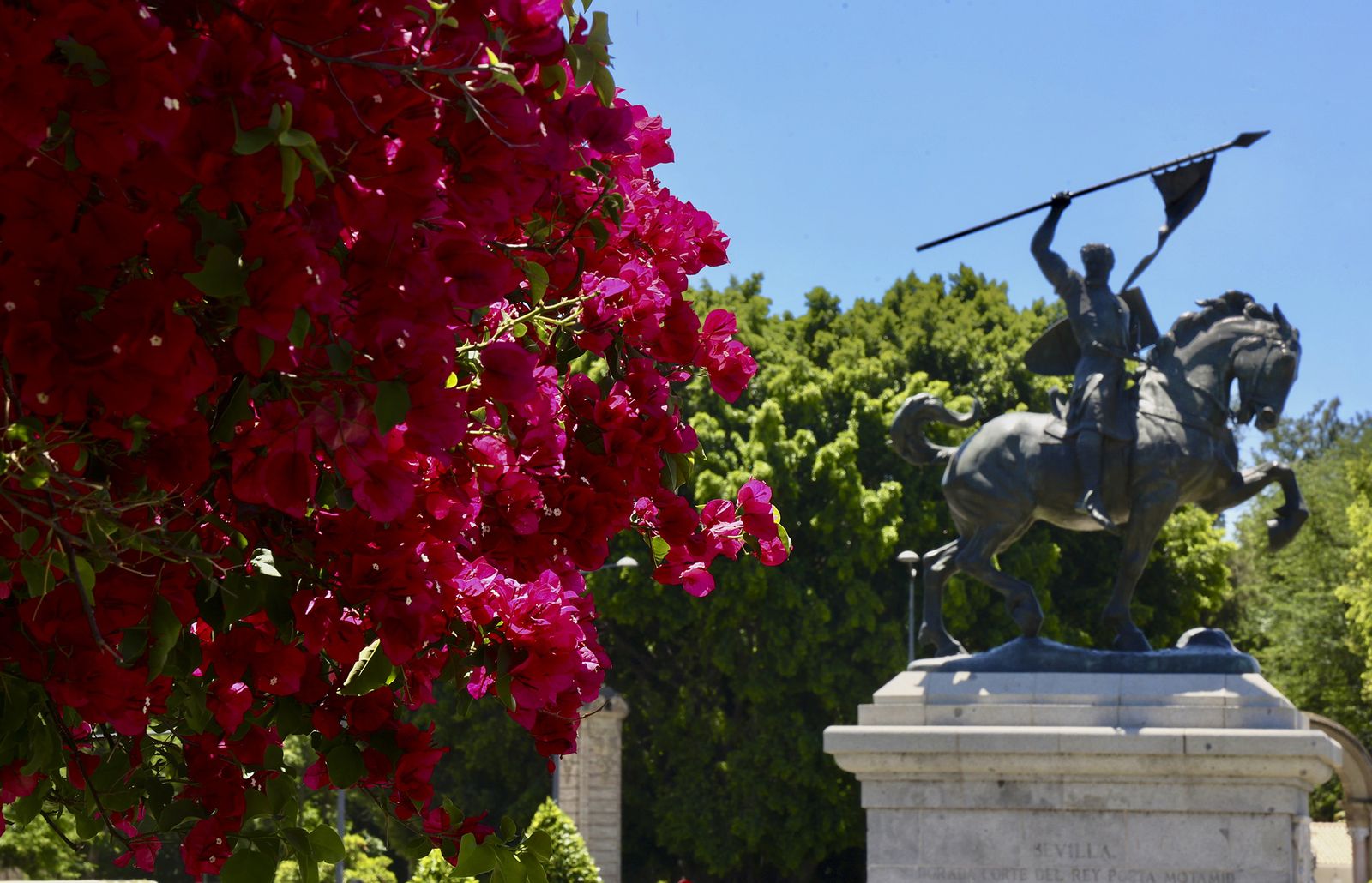 La buganvilla, la otra flor de Sevilla