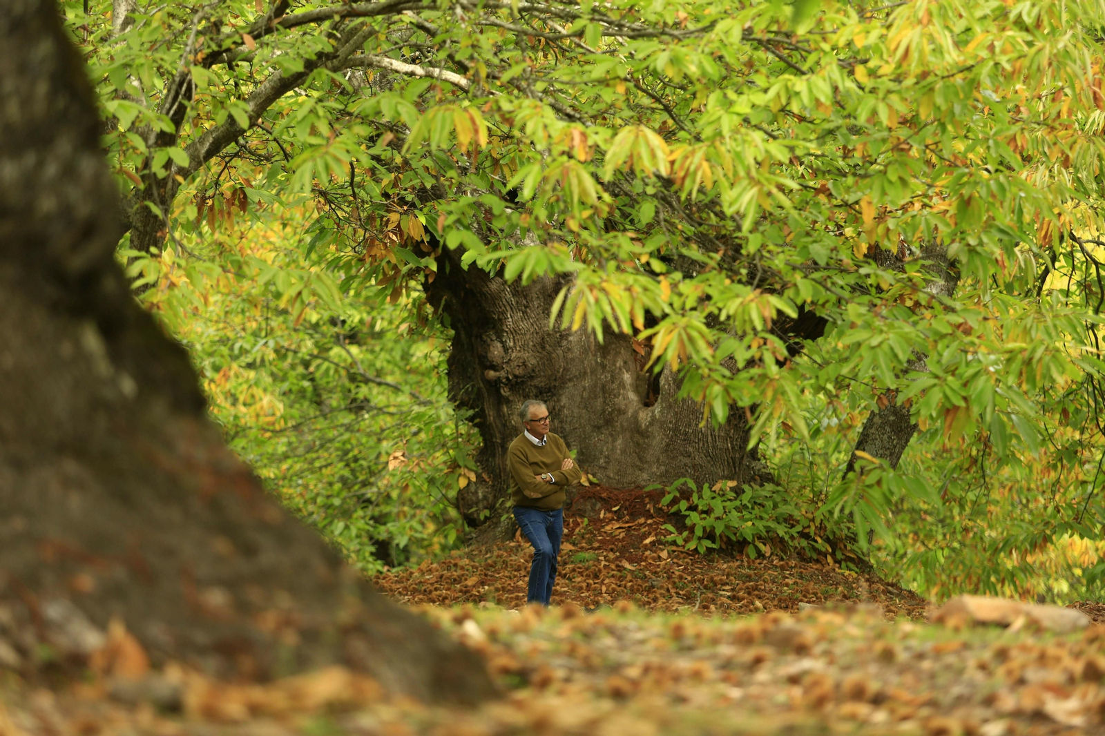 Fotos del Bosque de Cobre en el Valle del Genal.