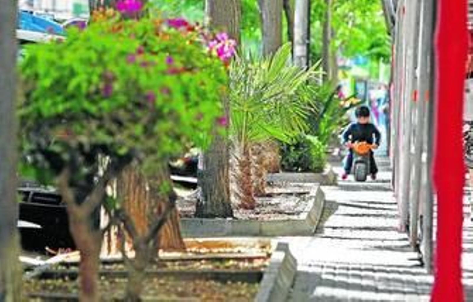 En los renovados parterres se han plantado árboles de pequeño tamaño.
