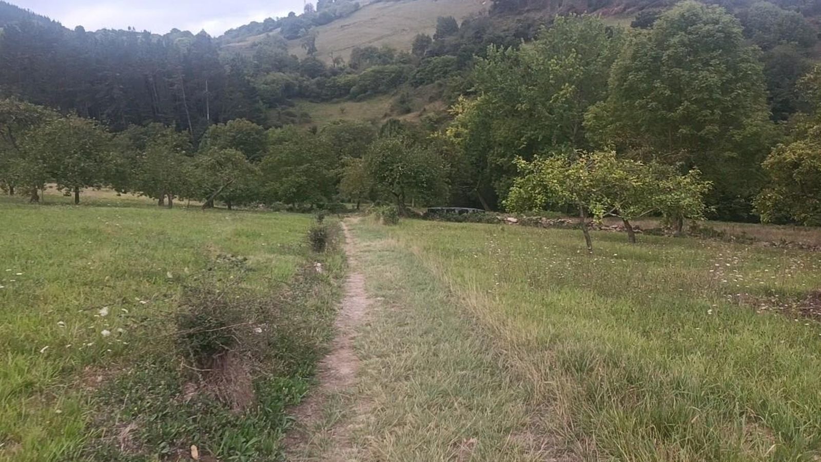 Una pradera antes de llegar a la pasarela que cruza el Arroyo del Fresno.