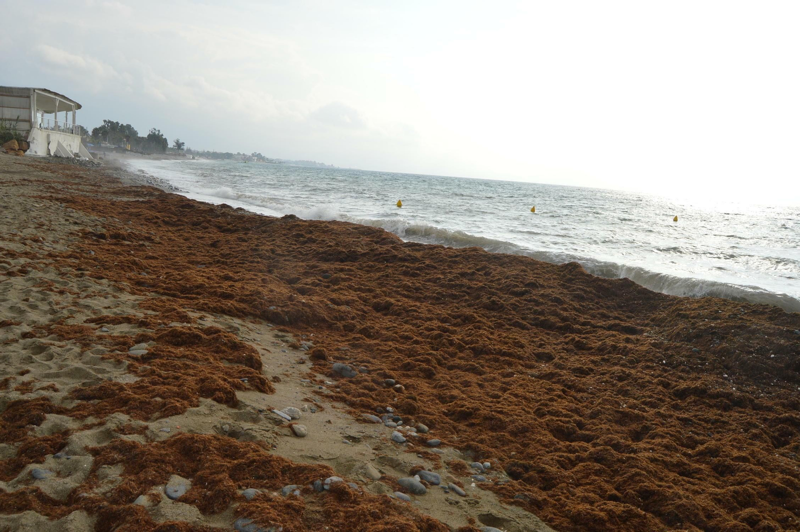 Fotos de la alga asiática en la Costa del Sol