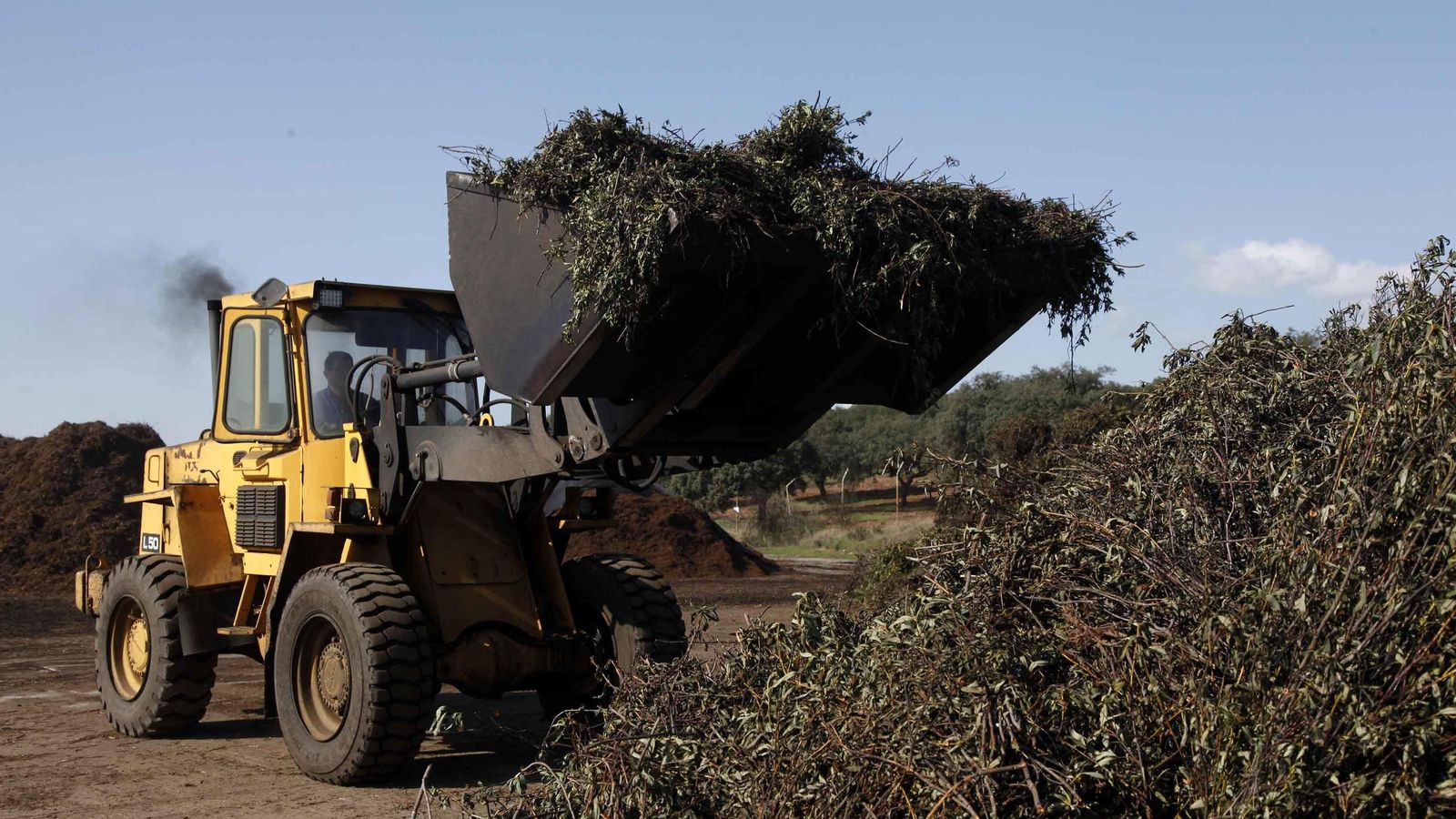 Labores de acopio de la jara en la fábrica.