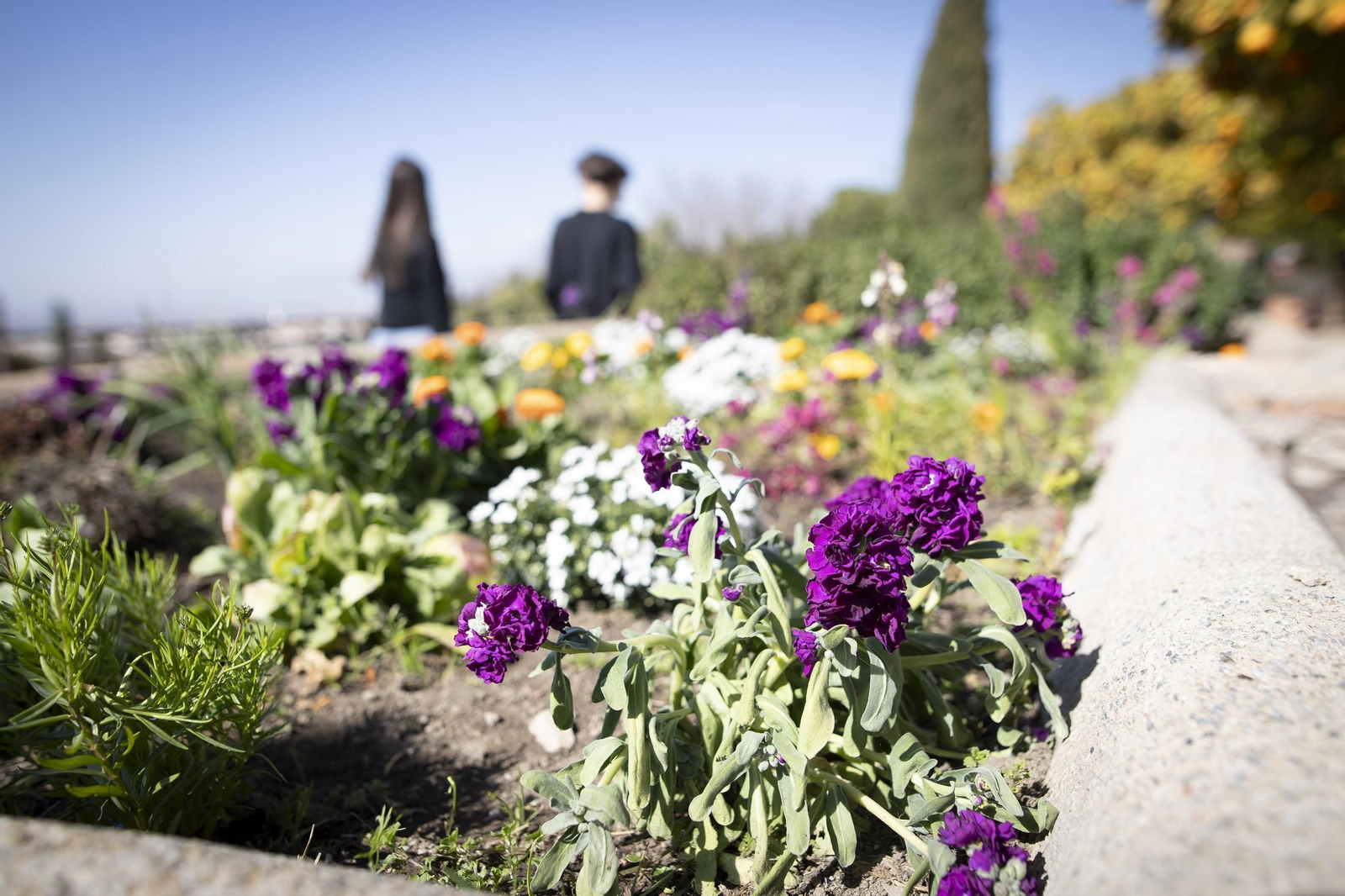La Alhambra en flor...de invierno: las imágenes