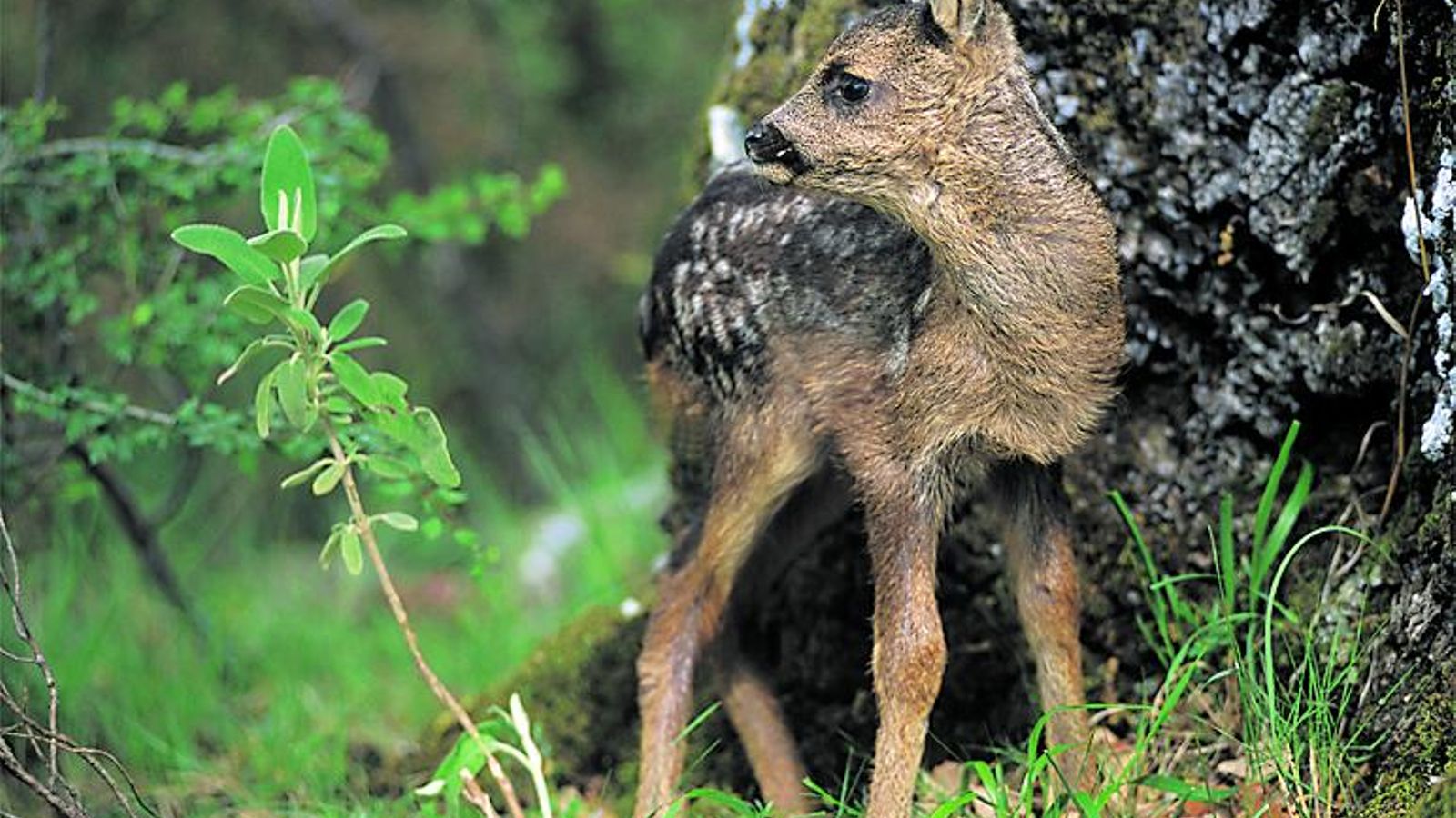 Una cría de corzo, o corcino, en el Parque Natural de Los Alcornocales.