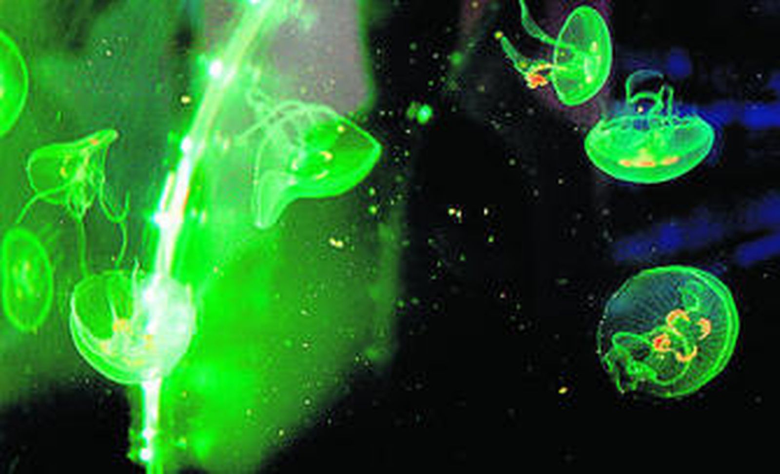 Medusas, el secreto de la inmortalidad