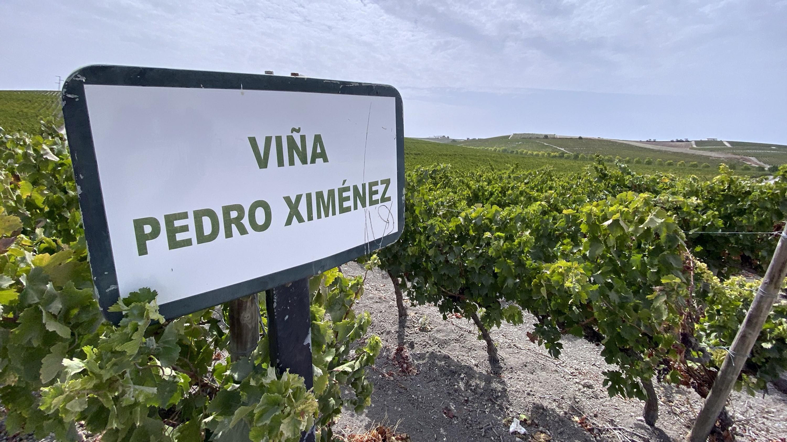 Elías Bendodo visita la viña de Pedro Ximenez de González Byass