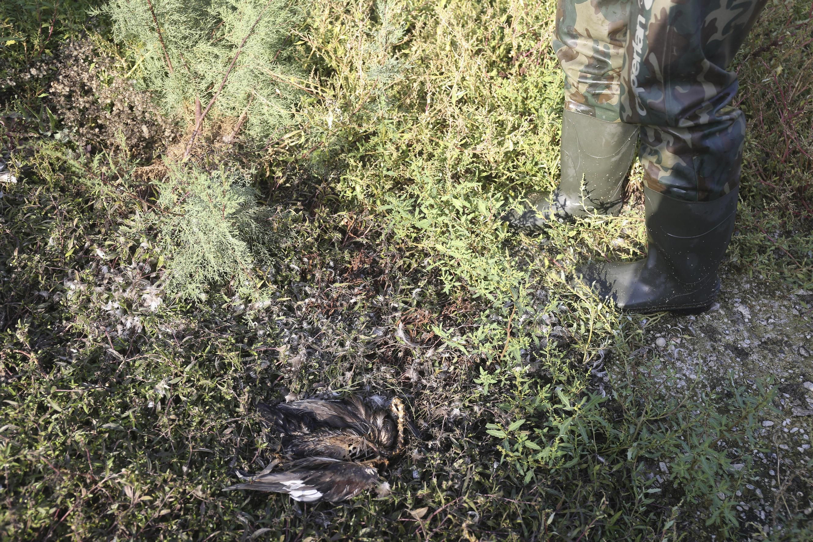 Aparecen cientos de aves y peces muertos en el río Guadalhorce