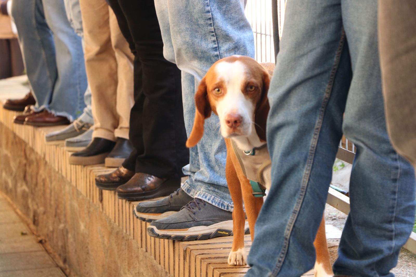 Así ha sido la bendición de las mascotas y la subasta de 'rabicos' en el casco histórico de Almería