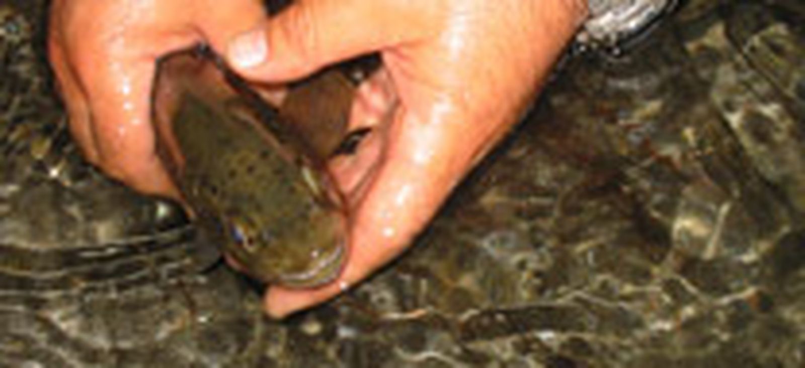 Suelta de truchas autóctonas en la Rivera del Huéznar