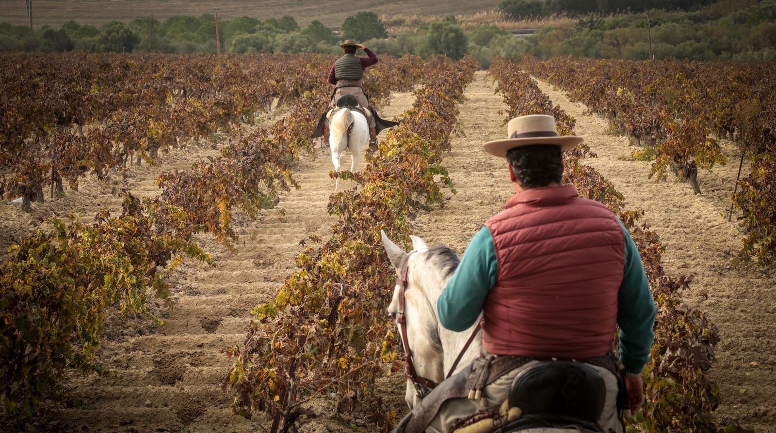 Búscate en la III Ruta Viñas de Jerez de Enganches
