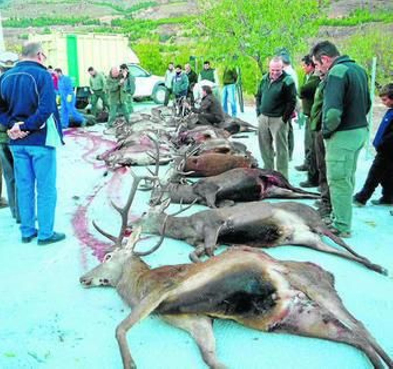 Reses abatidas en una montería desarrollada en la temporada 2013-2014.