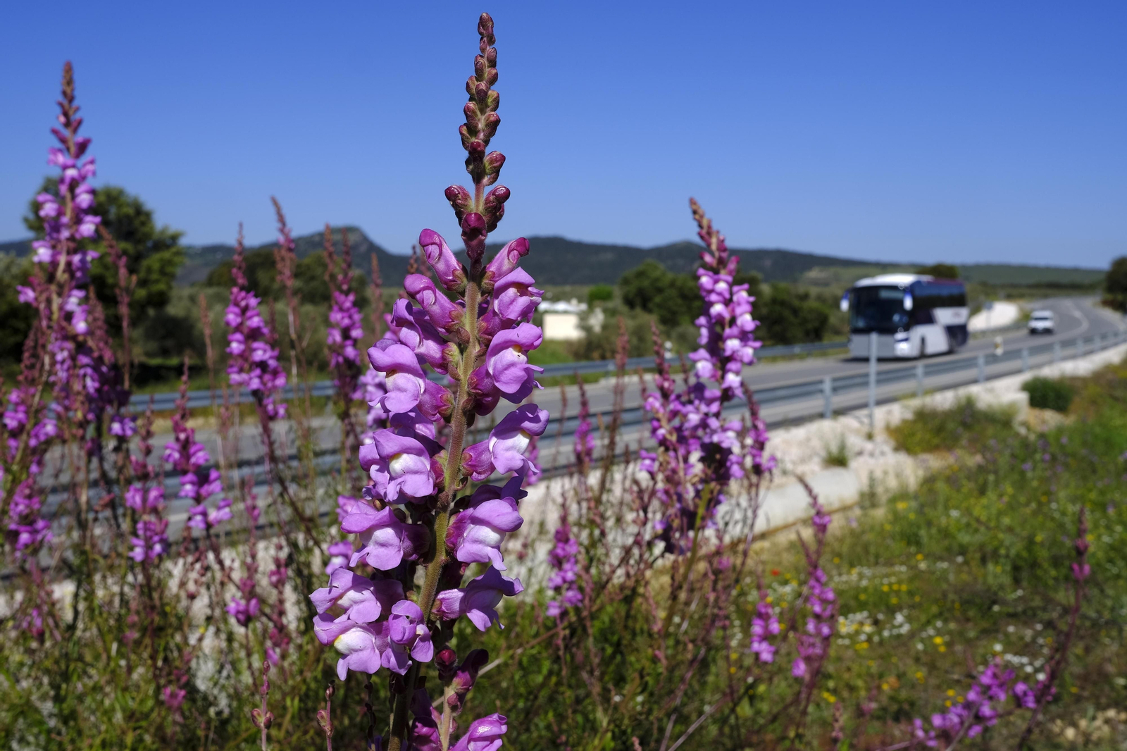 Brote de la la primavera, en fotos