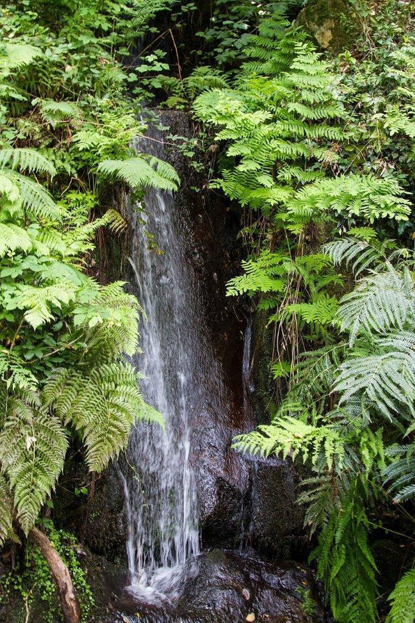 La presencia de estos helechos está ligada a cursos de aguas permanentes.
