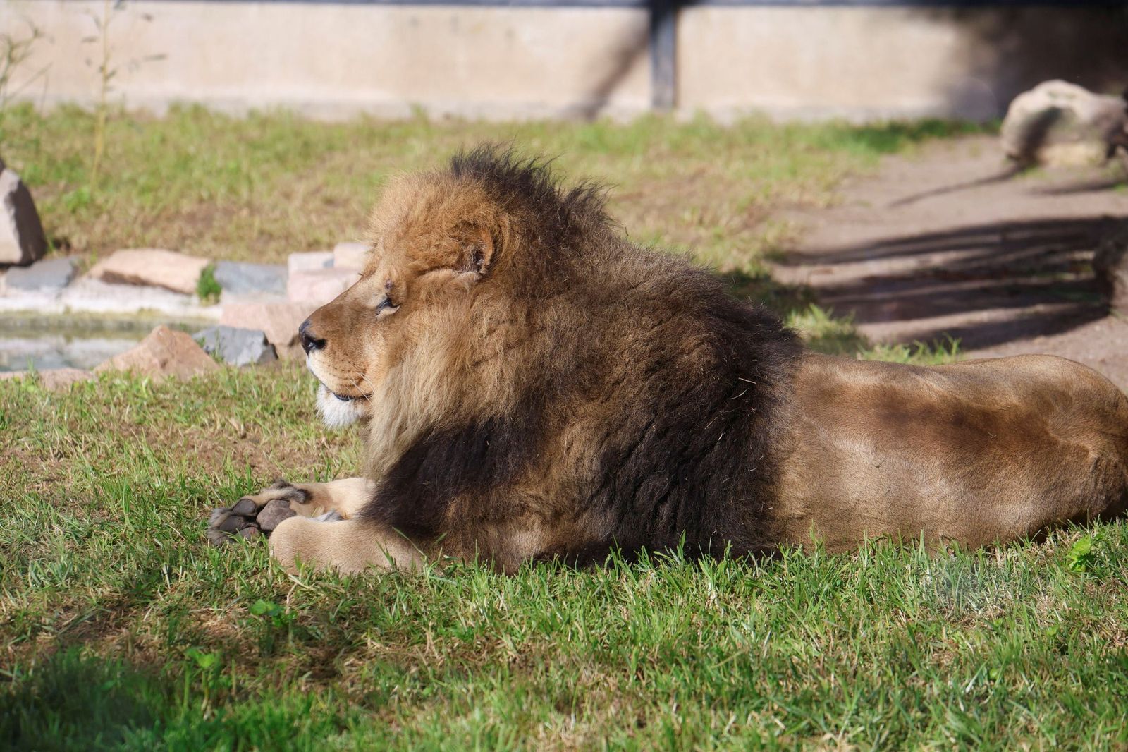 Las mejores imágenes de Zazu y Aissa, la nueva pareja de leones del Zoo de Córdoba