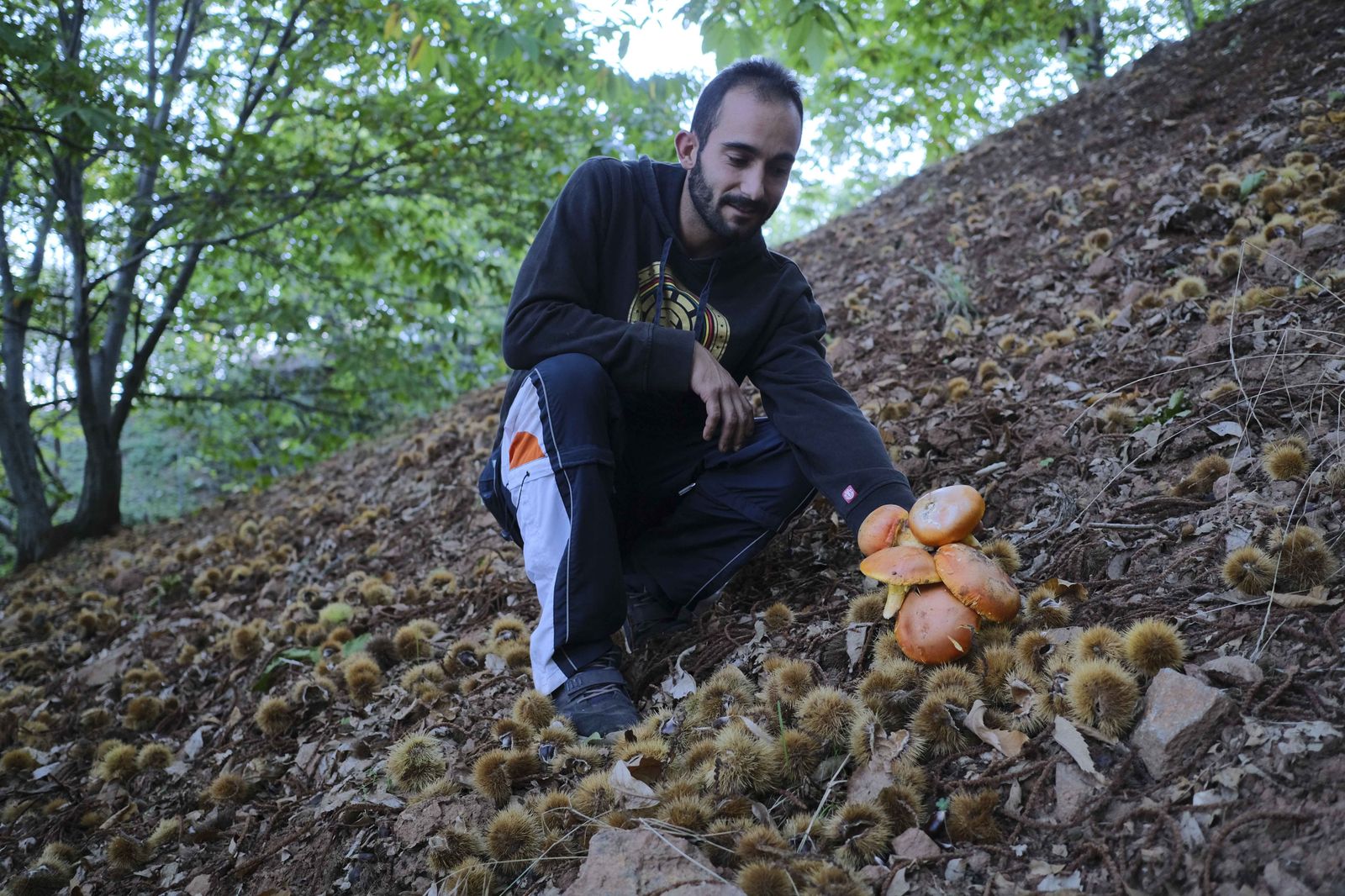 Cuadrillas en la recogida de castañas en el Valle del Genal