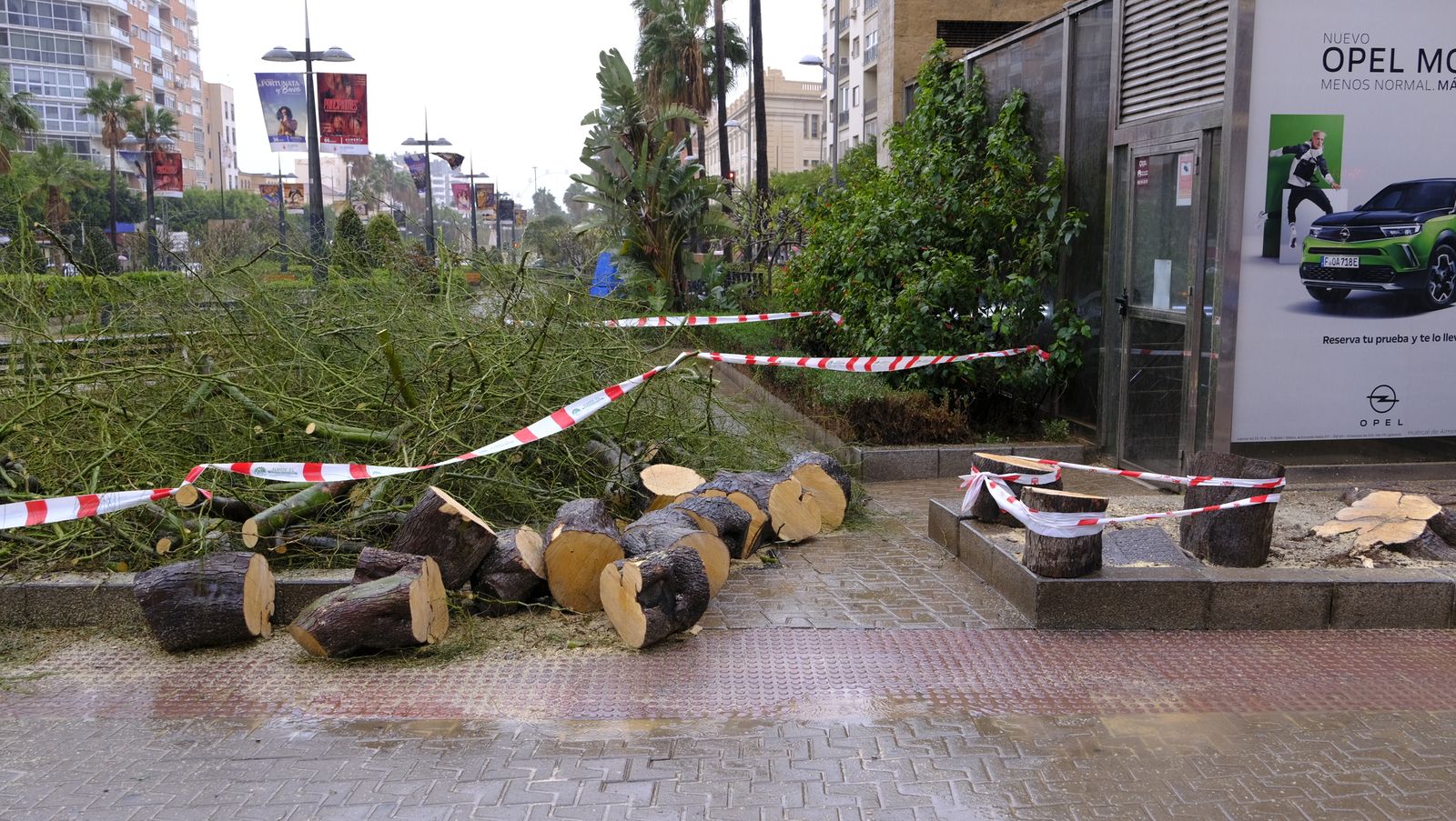 Imágenes de la acotación de palmeras. Almería