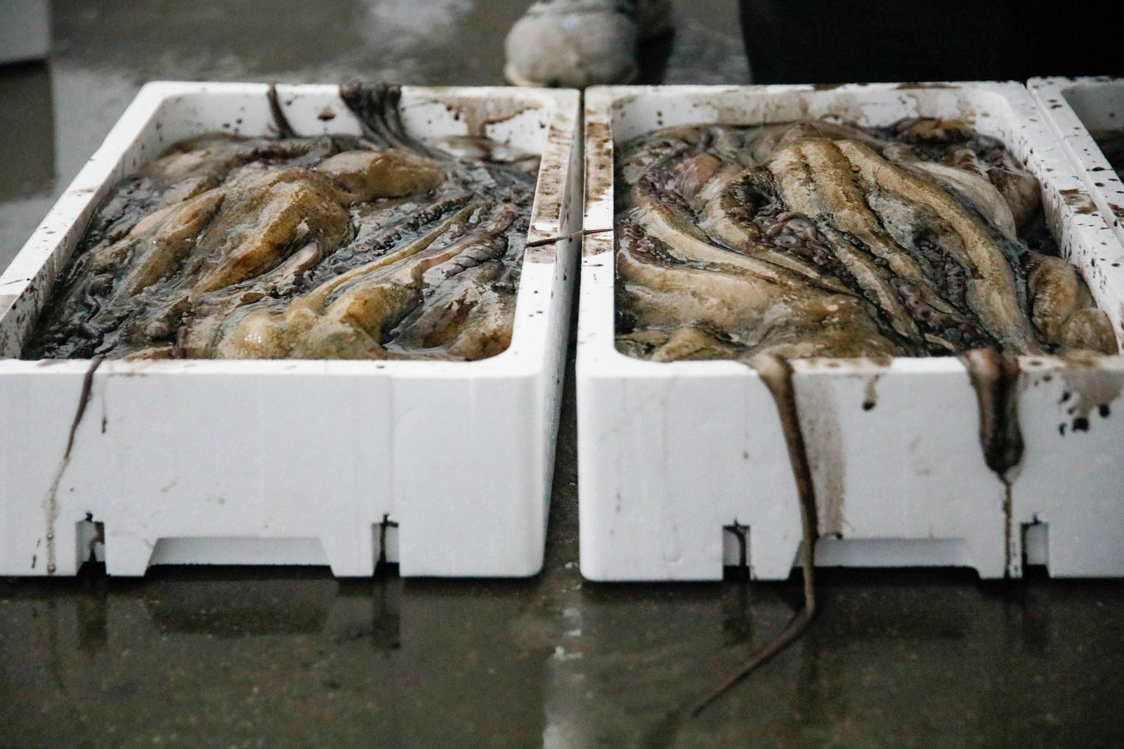 Vea cómo es la captura de pulpo en Adra, un manjar gastronómico