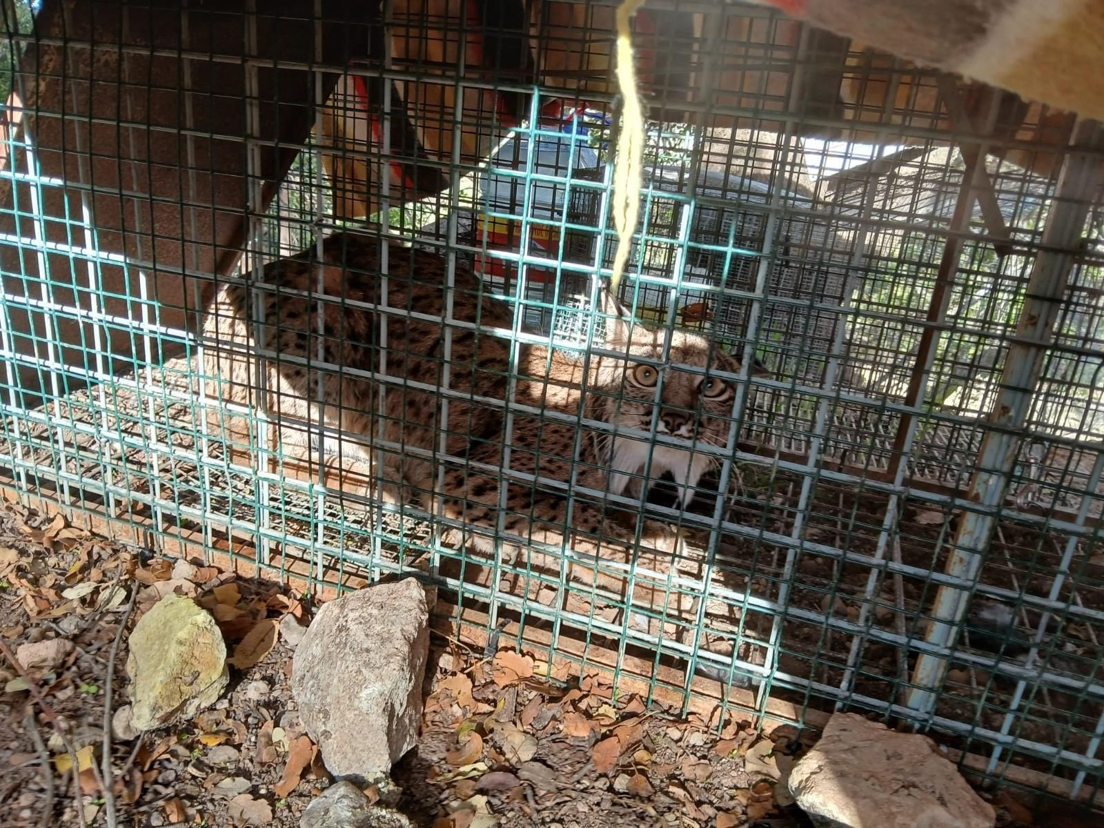 Suelta de la lince Igabrum en Cabra