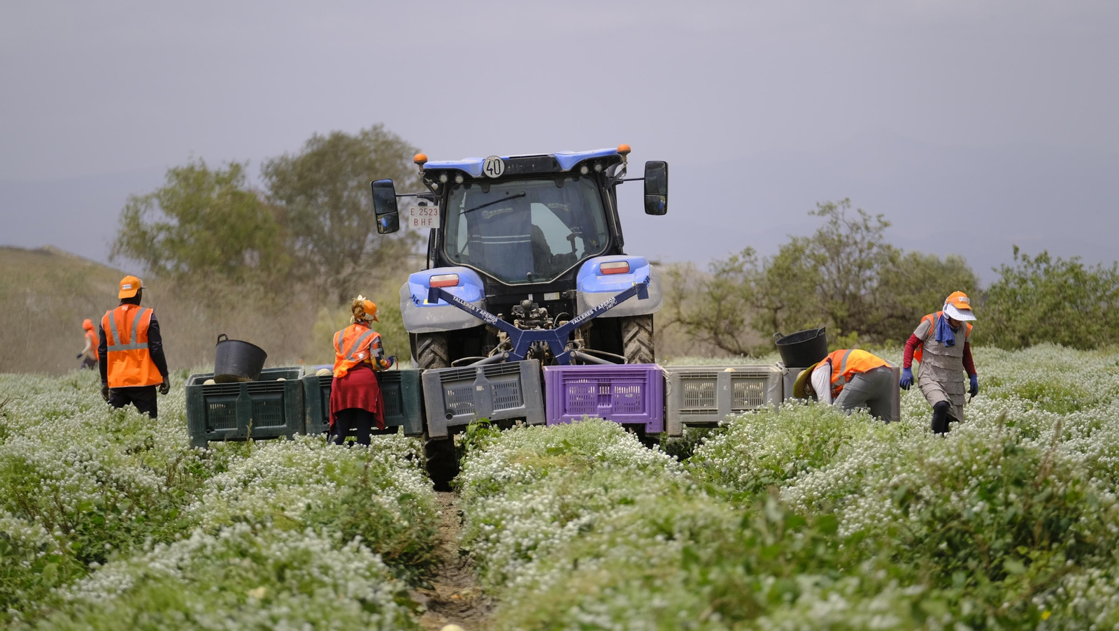 La sandía y el melón de Huércal Overa, manjares en imágenes