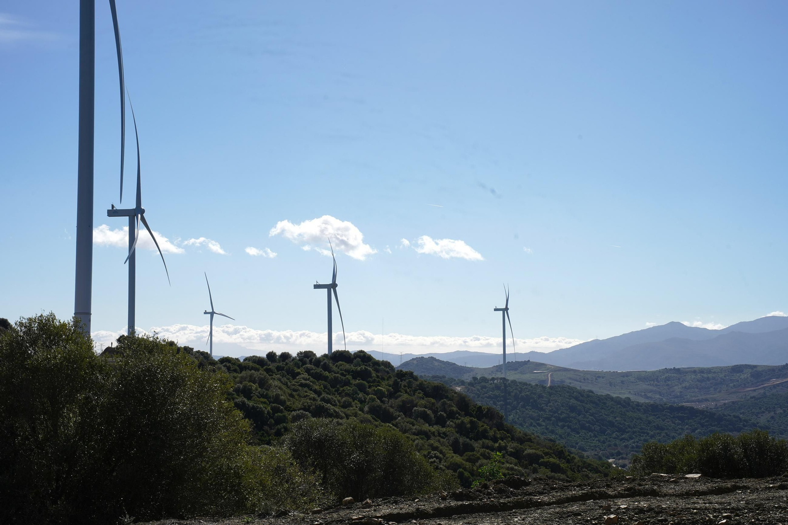 Las fotos de la inauguración de los parques eólicos El Padrón y Cerro Cabello de Los Barrios