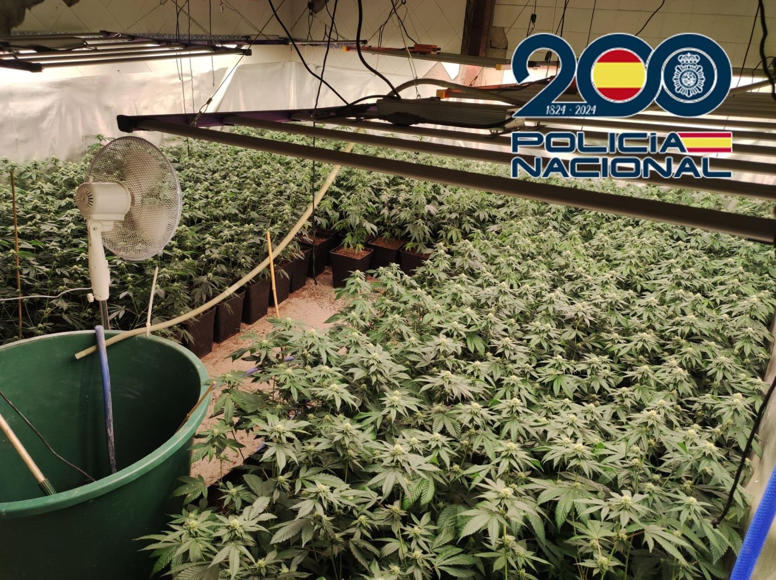 Plantación de marihuana indoor desmantelada por la Policía Nacional en Jerez