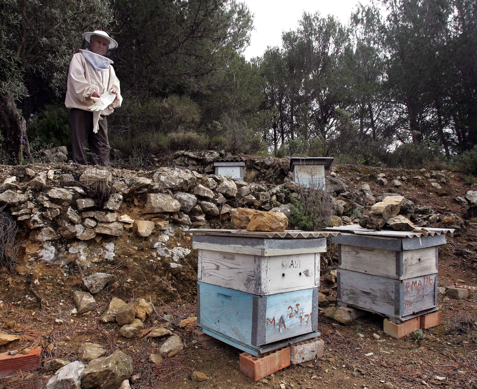 Colmenas de abejas en Yunquera.