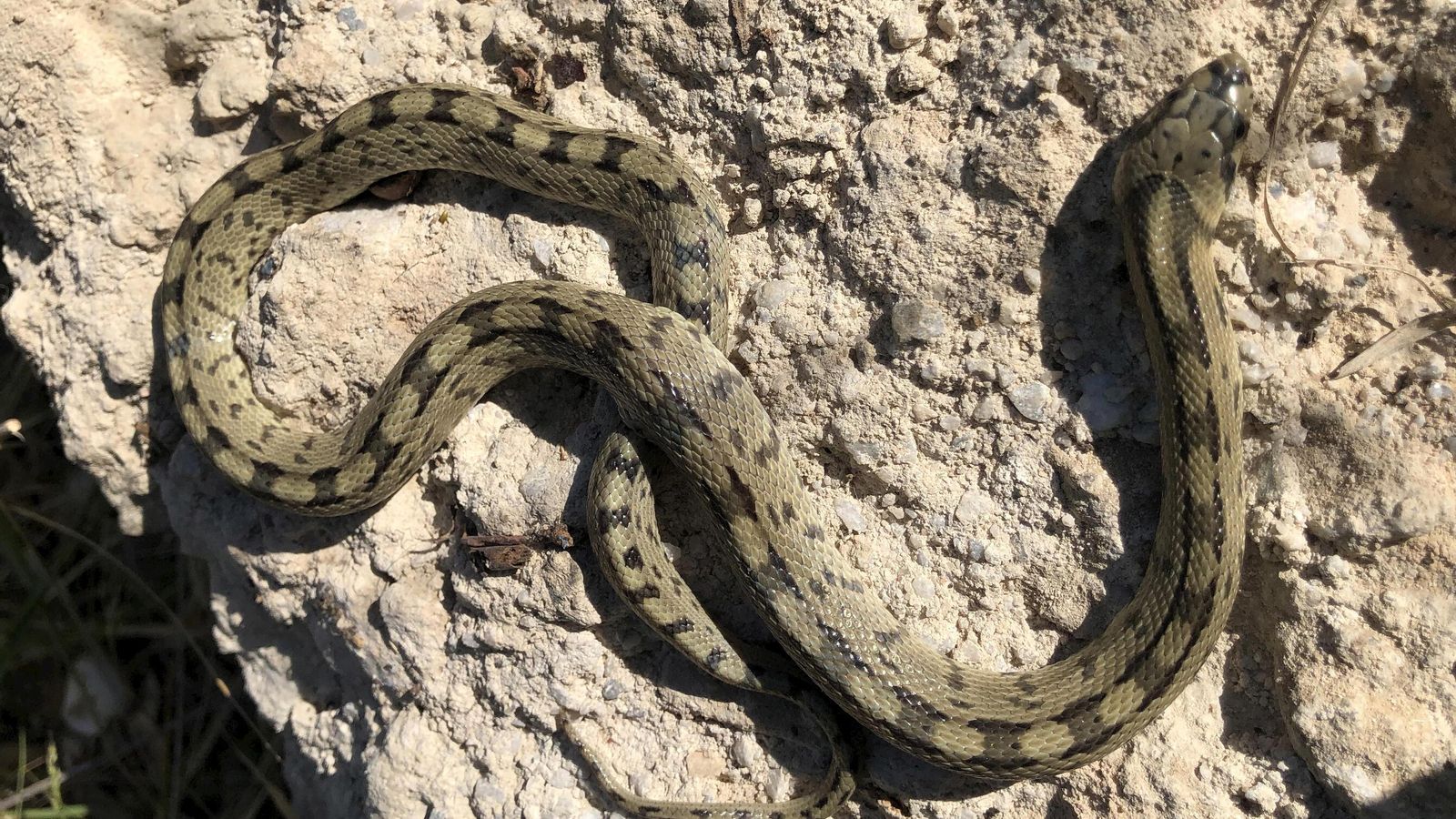 Culebra de escalera (zamenis scalaris). Culebra de escalera (zamenis scalaris).