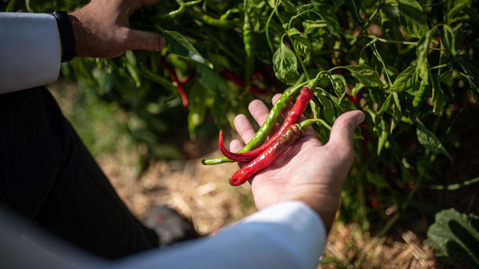 Los productos de la huerta, protagonistas de Finca Alfoliz