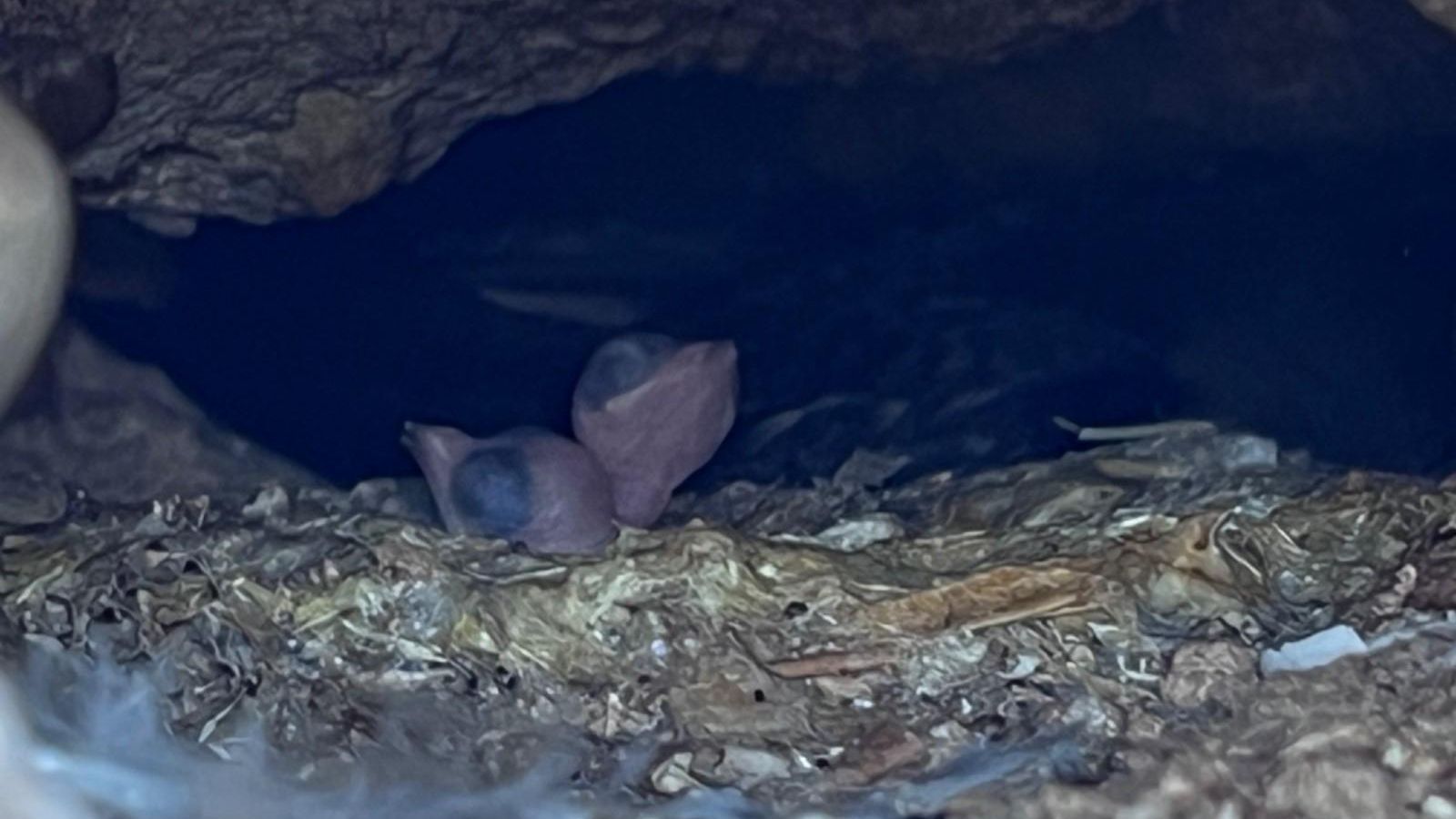 Nido de vencejo con dos pollitos