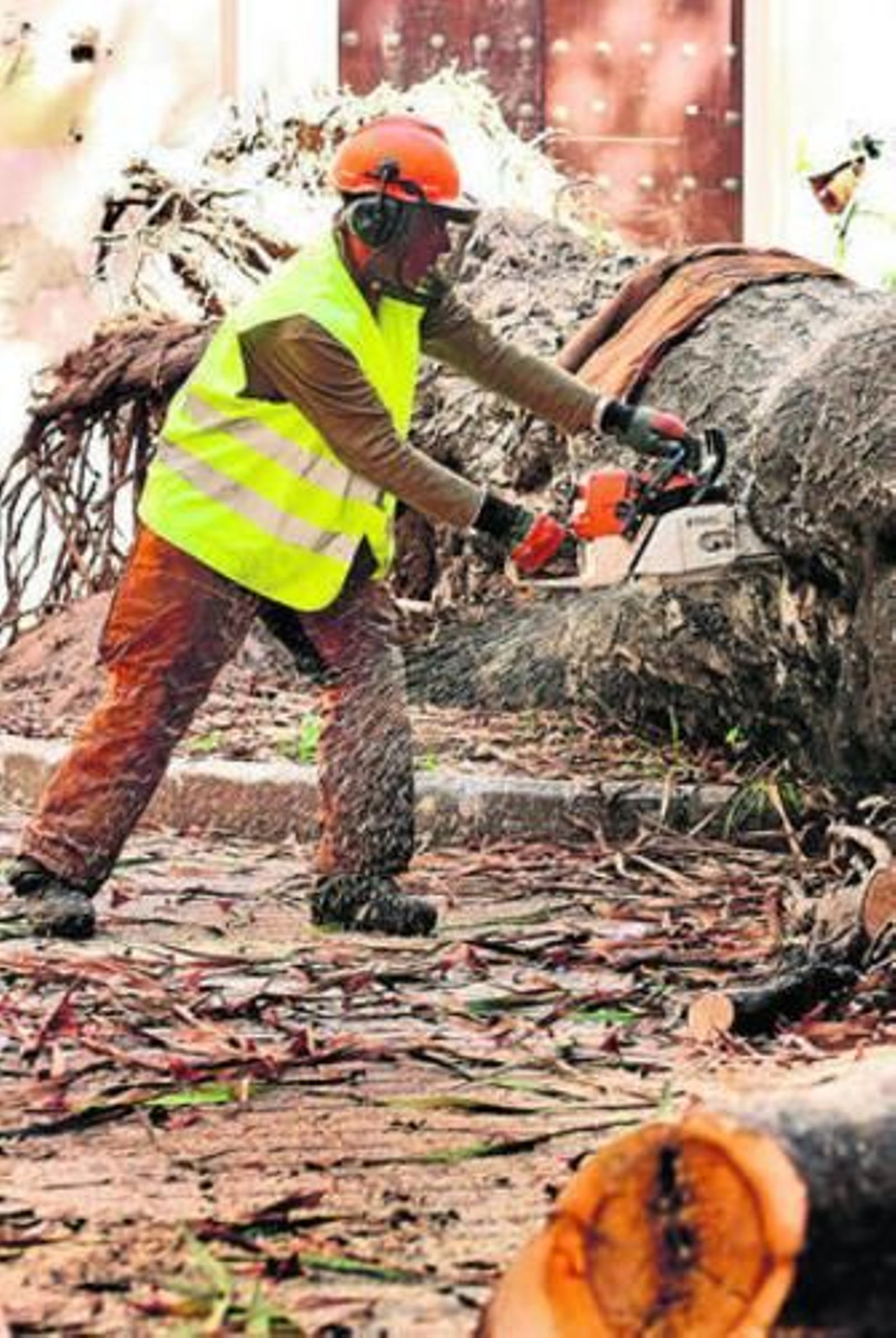 Las labores de despiece del drago se realizaron la pasada semana.