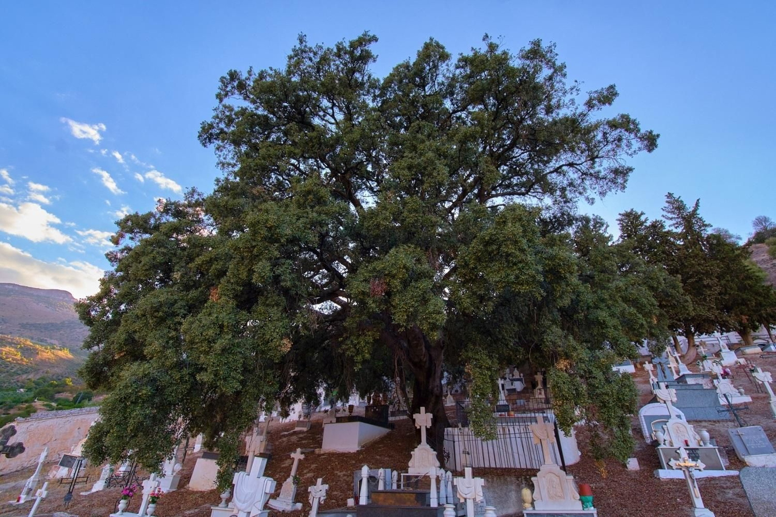 Encina del Cementerio Viejo