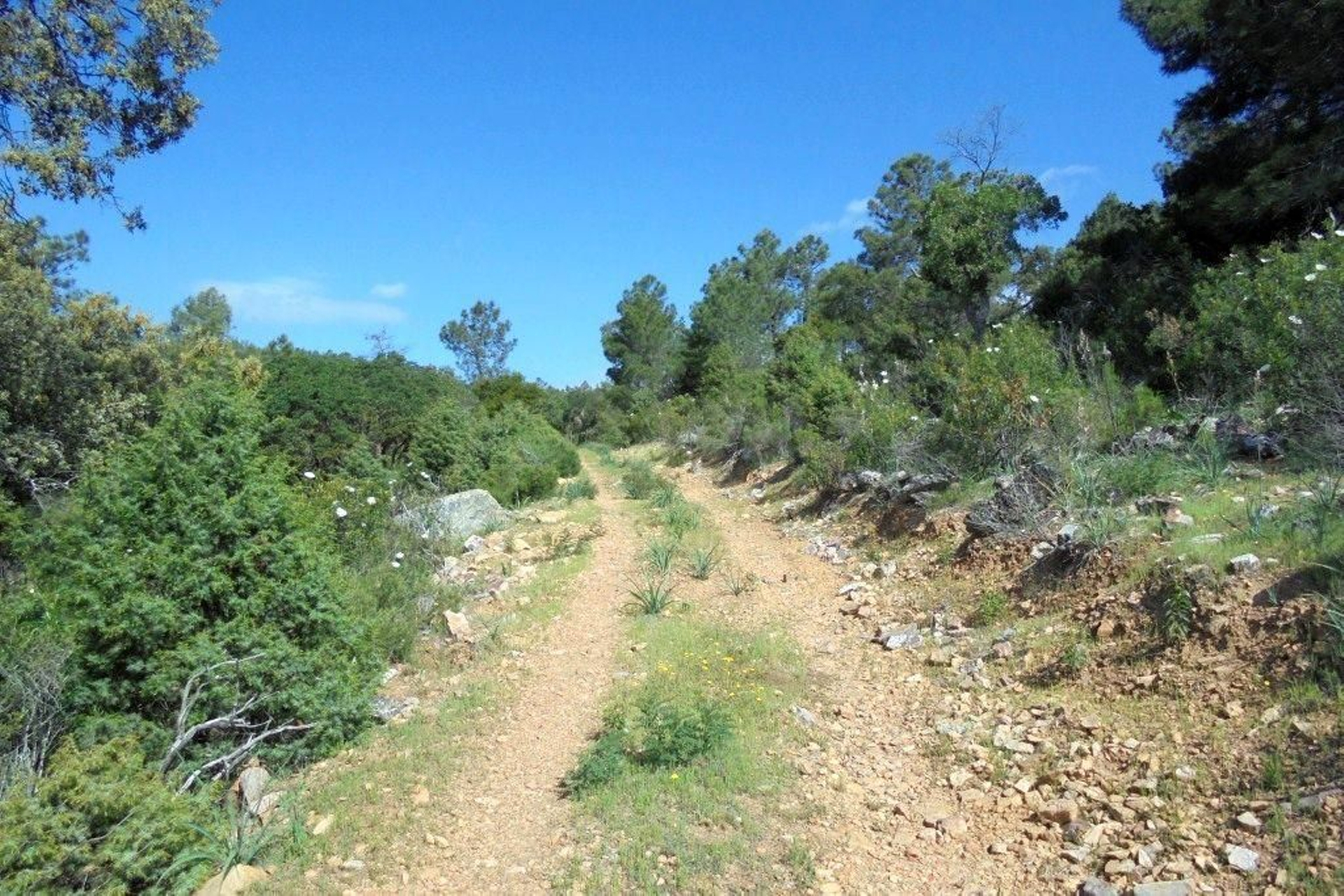 Imagen de uno de los tramos del Sendero Barranco de la Niebla.