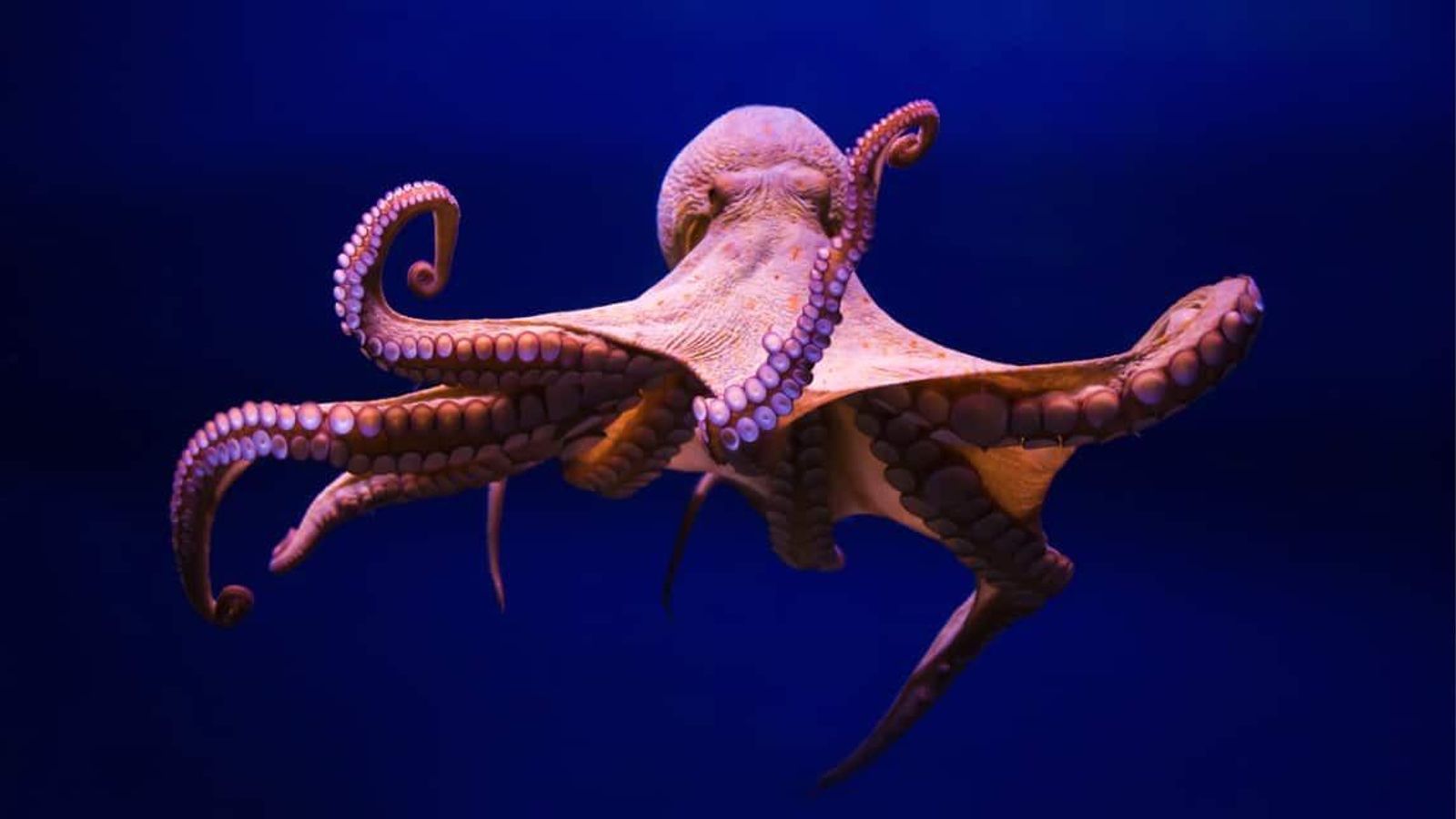 pulpo