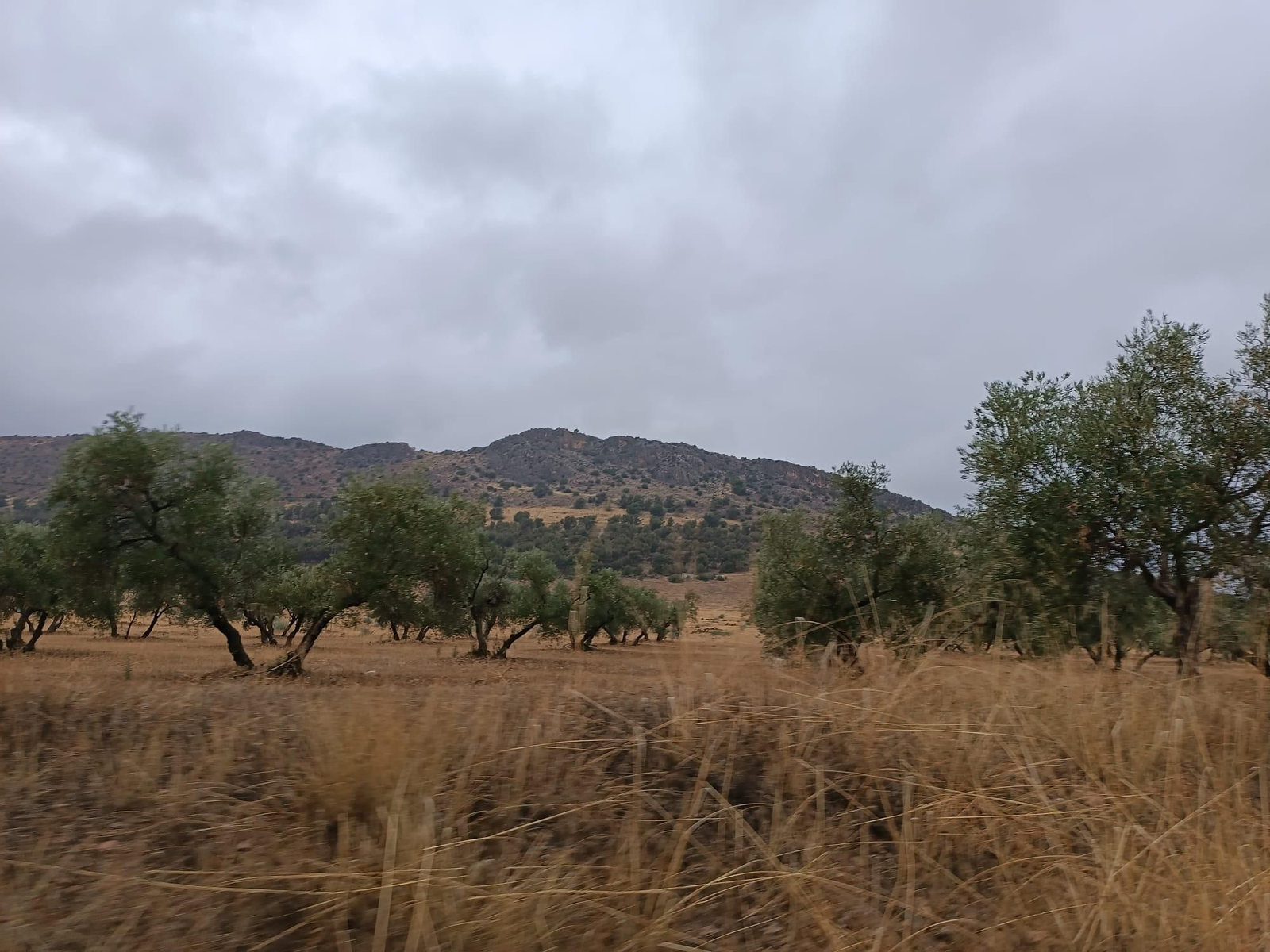 La lluvia regó el olivar en Humilladero el pasado domingo.