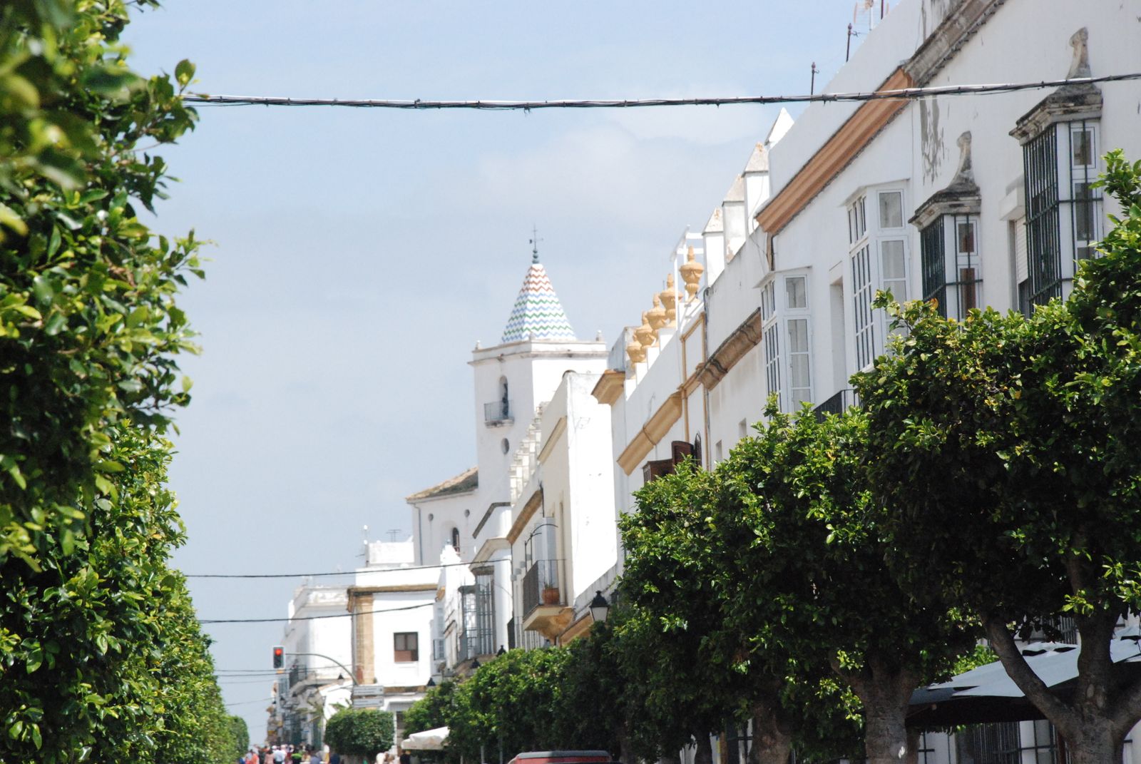 Ficus de la Calle Ancha de Puerto Real
