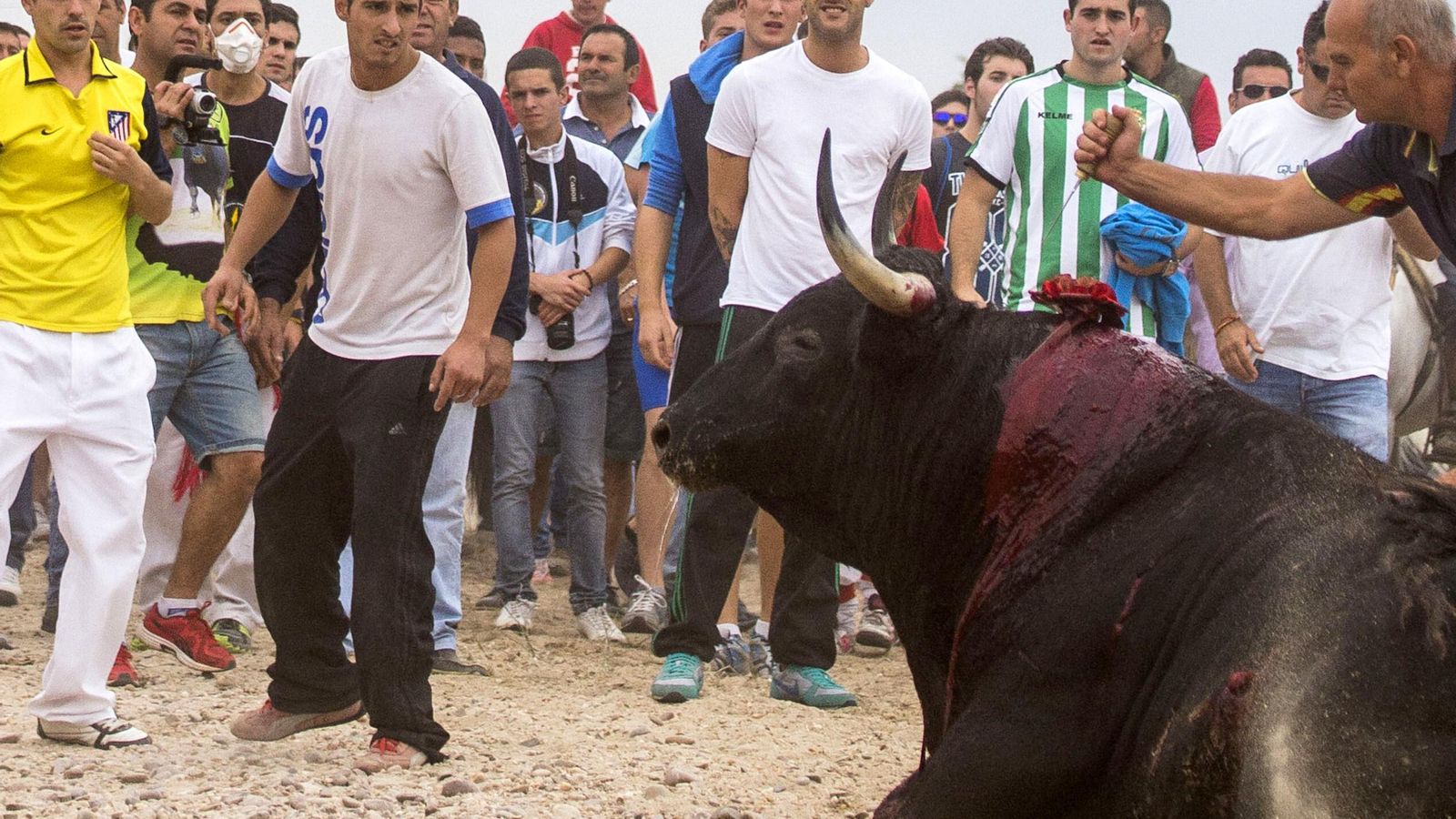 toro de la vega