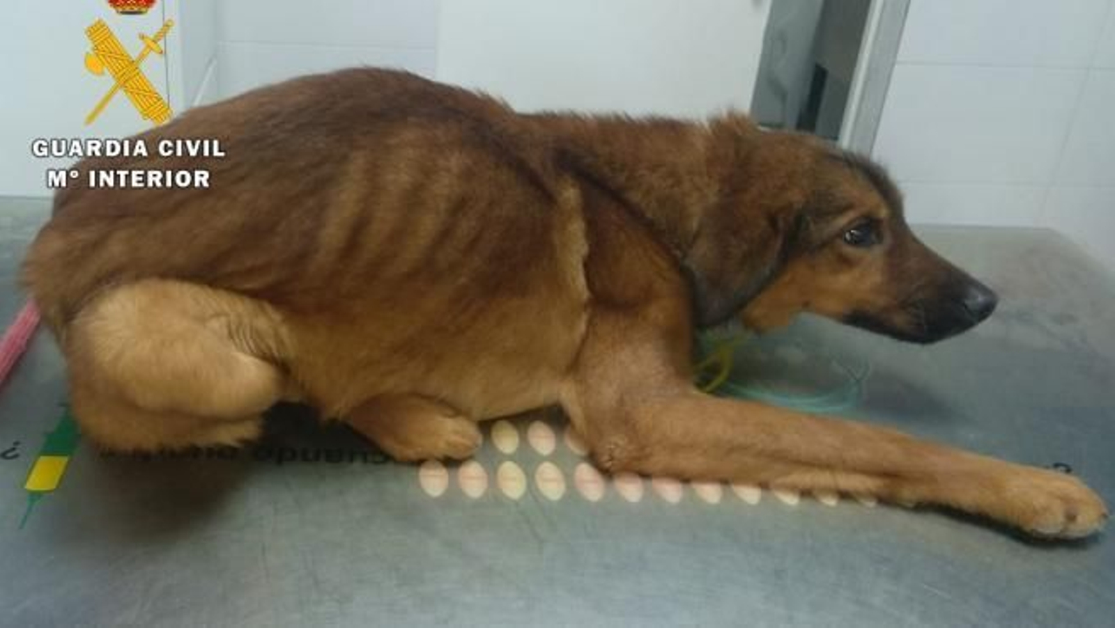 Investigado por maltrato animal por golpear y mantener en malas condiciones a 14 perros