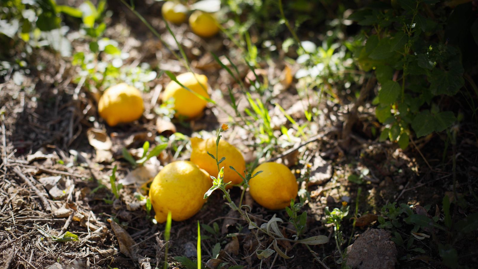 Limones en el suelo.