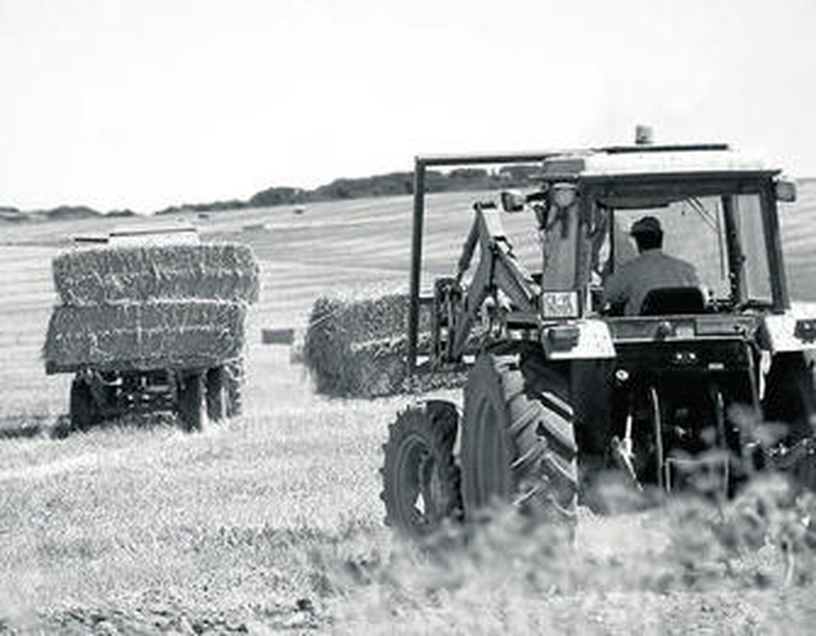 Un tractor durante el empaque de la paja que queda en el campo tras la recogida del cereal.