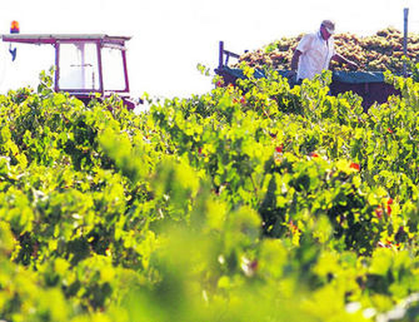Un agricultor, en plena vendimia a mediados del pasado mes de septiembre.