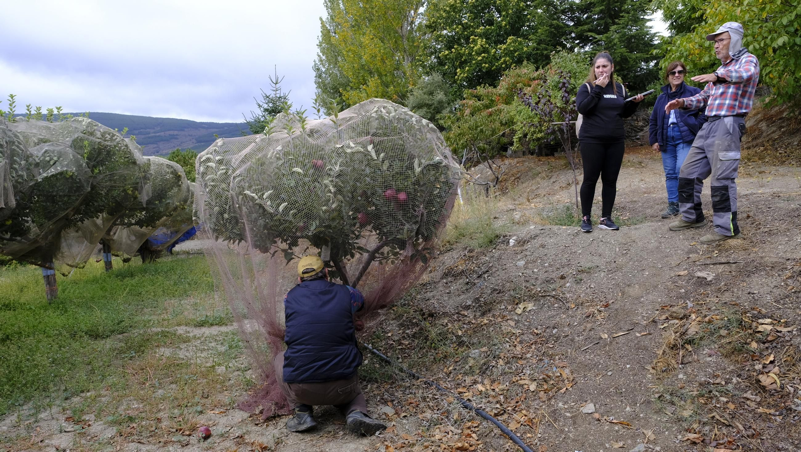 Las manzanas de Paterna, un manjar en imágenes