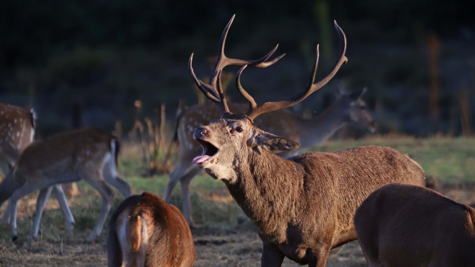 Fotos de la berrea en el Campo de Gibraltar