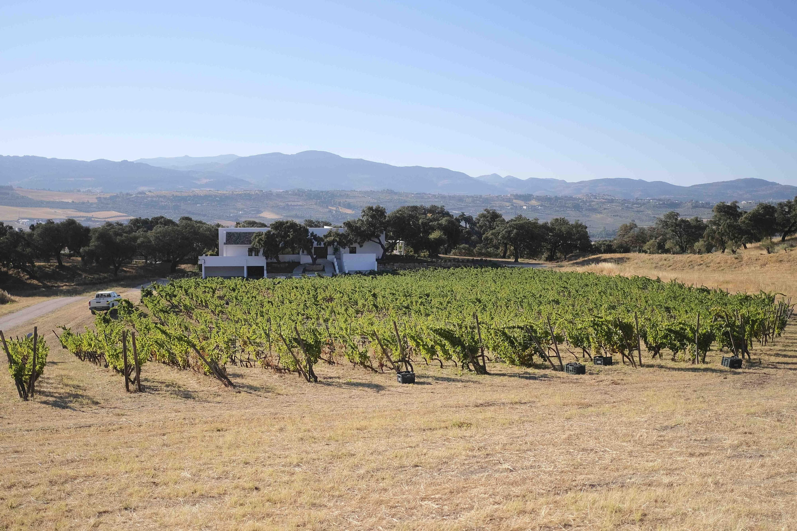 La vendimia de la Serranía de Ronda, en fotos.