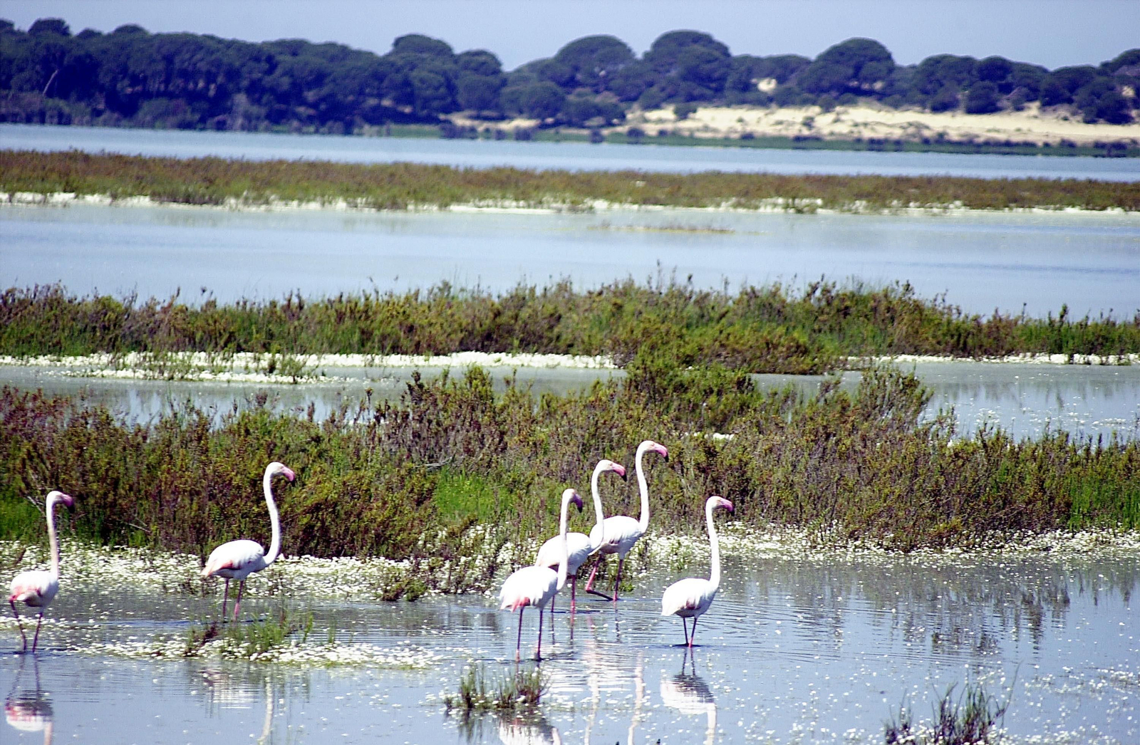 Flamencos en Doñana.