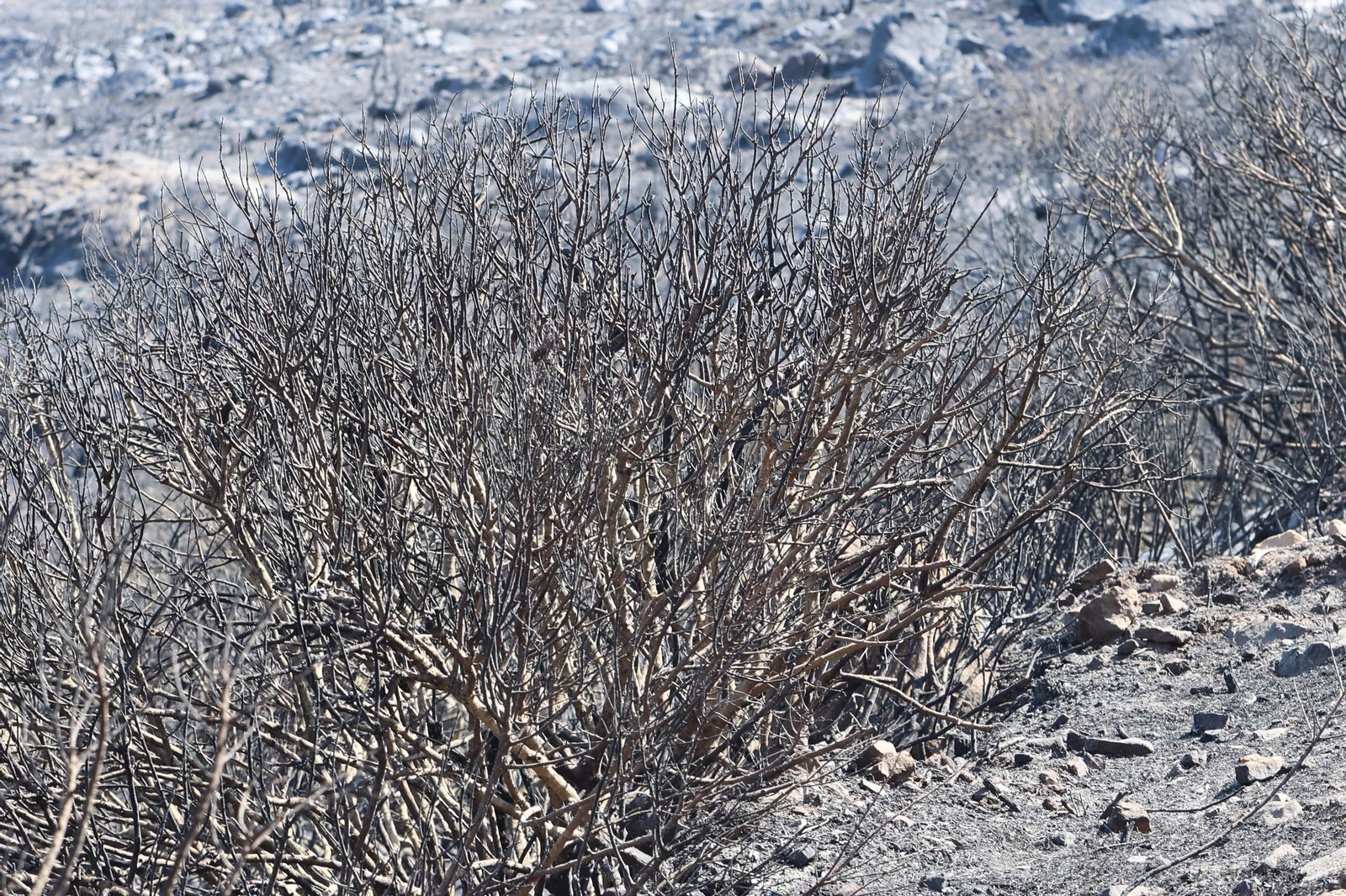 Las fotos de los efectos del incendio forestal en la Sierra de la Plata y Atlanterra, en Tarifa