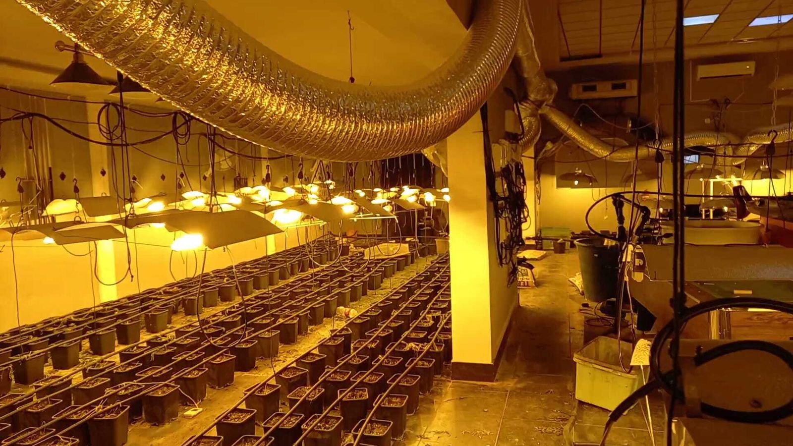 La plantación descubierta en Arahal.