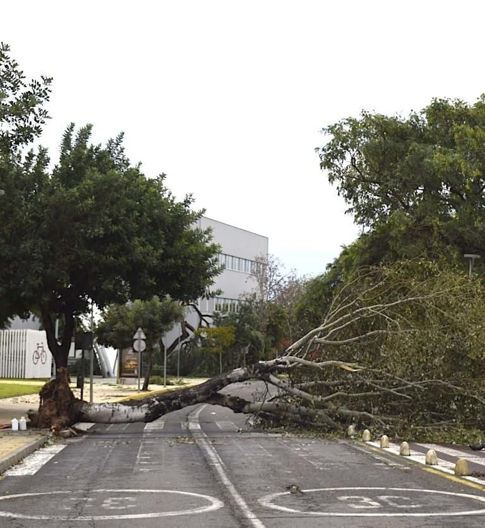 Un árbol tumbado en la UHU
